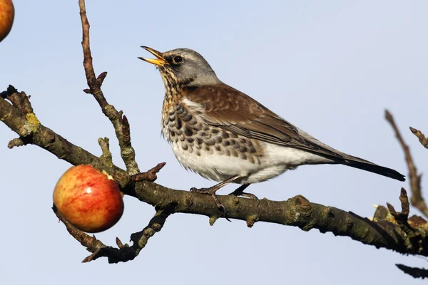 Fieldfare, Turdus pilaris — Stock Photo, Image