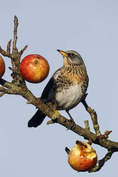 Fieldfare, Turdus pilaris — Stock Photo, Image