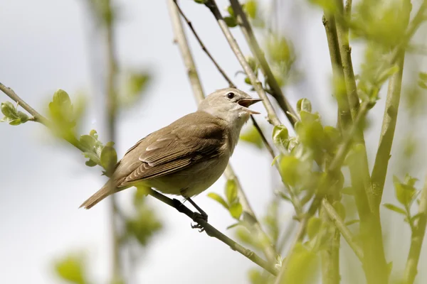 Warbler ogrodowy, Sylvia Borin — Zdjęcie stockowe