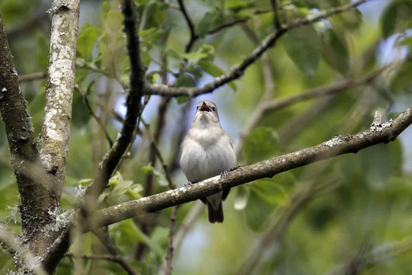 Garden warbler, Sylvia borin — Stock Photo, Image