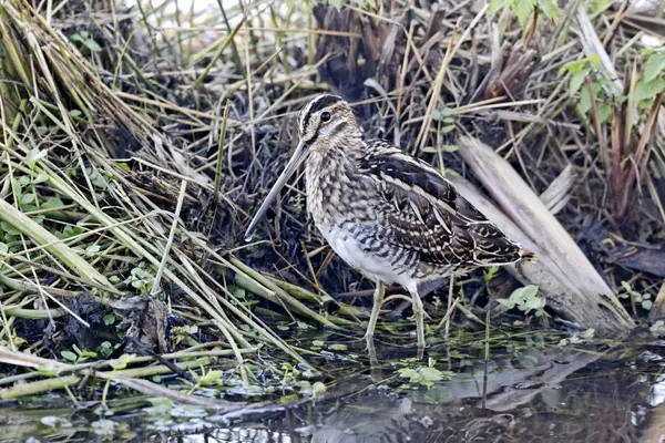 Grote Snipe, Gallinago gallinago — Stockfoto