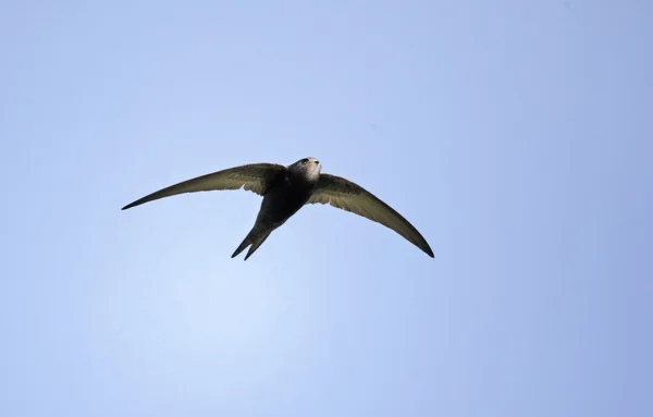 Rápido, Apus apus — Fotografia de Stock