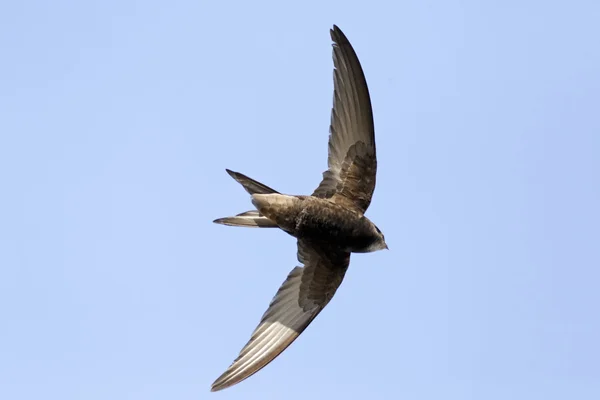 Swift, Apus apus