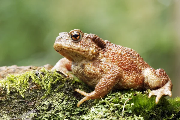 Sapo común, Bufo bufo — Foto de Stock