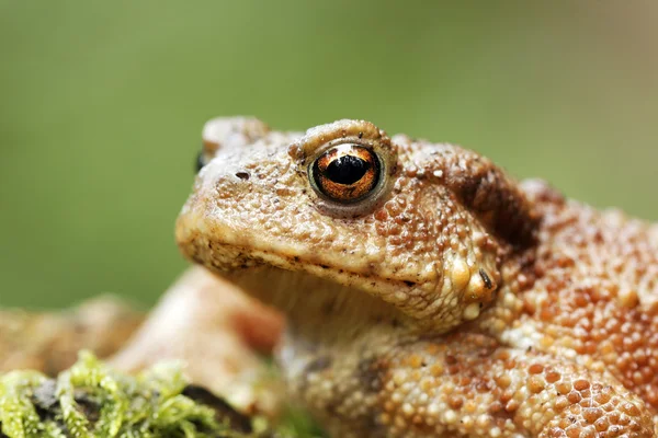 Sapo comum, Bufo bufo — Fotografia de Stock