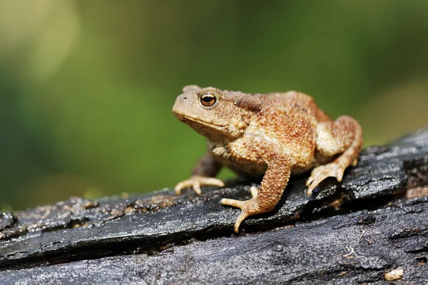 Sapo comum, Bufo bufo — Fotografia de Stock