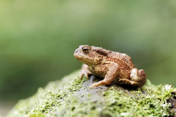 Sapo común, Bufo bufo — Foto de Stock