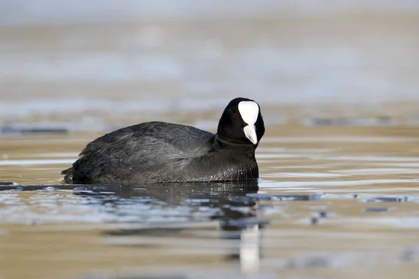 Folaga, fulica atra — Foto Stock