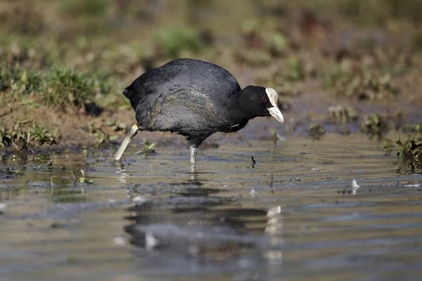 Лысуха fulica atra — стоковое фото