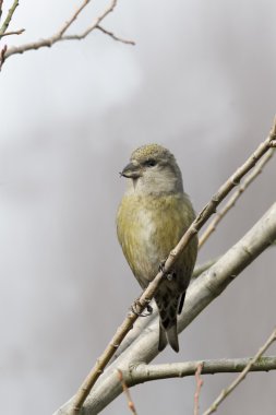 Crossbill, Loxia curvirostra clipart