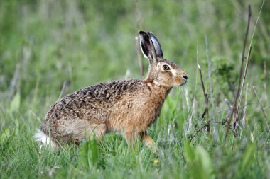 kahverengi tavşan, tavşan europaeus