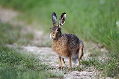 Brown hare, Lepus europaeus clipart