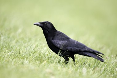 leş kargası, corvus corone