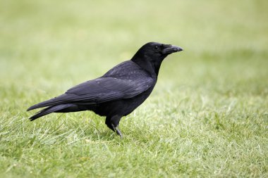 leş kargası, corvus corone