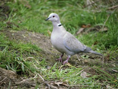 yakalı güvercin, streptopelia decaocto