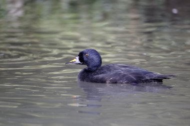 ortak kara ördek, melanitta nigra