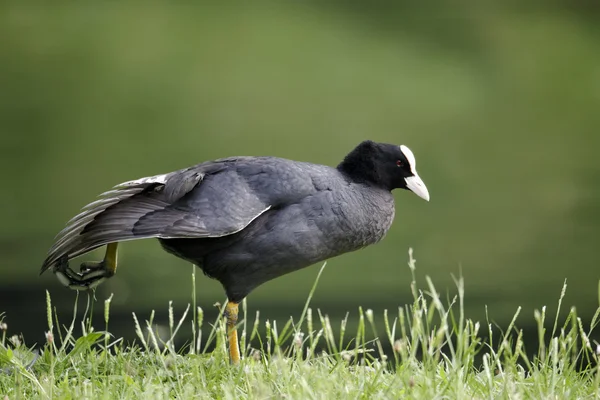 Лысуха fulica atra — стоковое фото