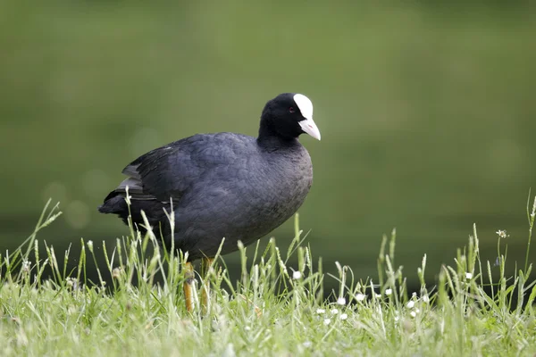 Galeirão, fulica atra — Fotografia de Stock