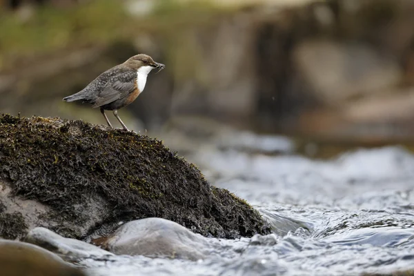 Dipper, Cinclus cinclus — Stock Photo, Image