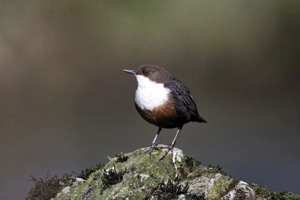 Skopa, cinclus cinclus — Stockfoto