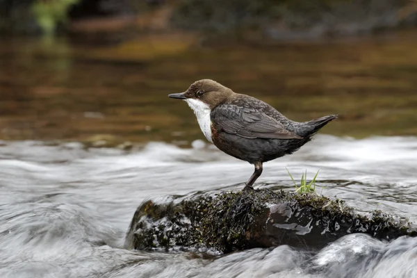 Merlo acquaiolo, cinclus cinclus — Foto Stock