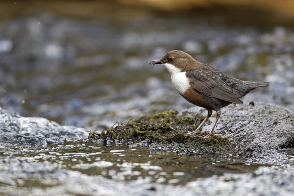 Mirlo acuático, cinclus cinclus —  Fotos de Stock