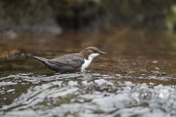 北斗七星、cinclus cinclus — ストック写真