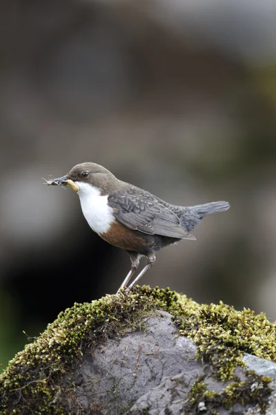 Merlo acquaiolo, cinclus cinclus — Foto Stock