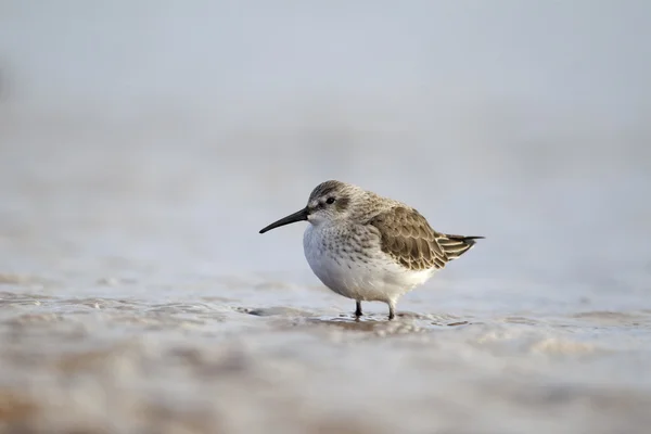 Jespák obecný, calidris alpina — Stock fotografie