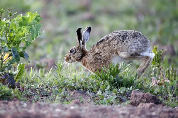Brown hare, Lepus europaeus — Stock Photo, Image