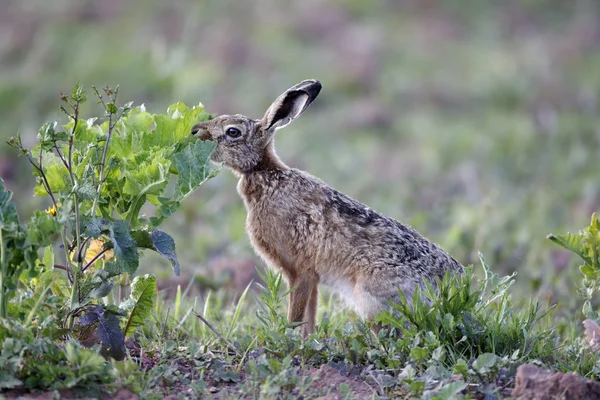 茶色のノウサギ、europaeus — ストック写真