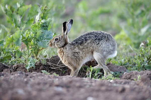 Brun hare lepus europaeus — Stockfoto