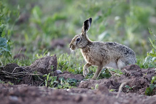 Brun hare lepus europaeus — Stockfoto