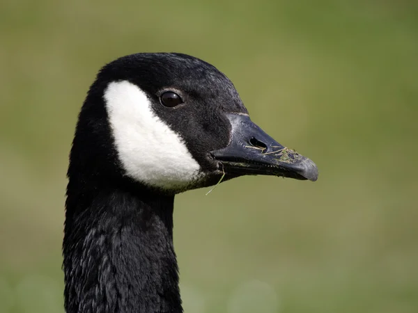 Kanadagans, Branta canadensis — Stockfoto