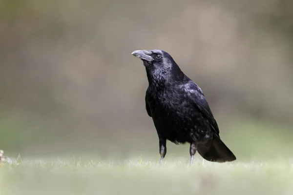 吃腐肉的乌鸦，乌鸦 corone — 图库照片