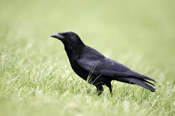 Corvo-correio, Corvus corone — Fotografia de Stock