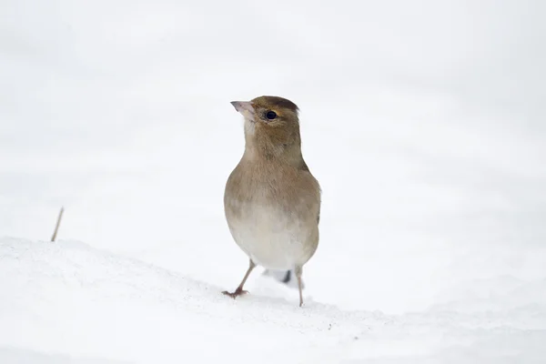 Chaffinch, coelebs de Fringilla — Fotografia de Stock