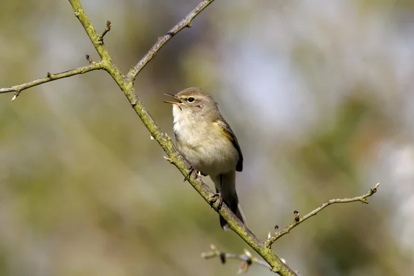 Gransångare phylloscopus collybita — Stockfoto