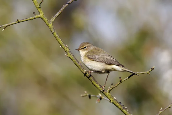 Chiffchaff, Phylloscopus collybita — Stock Photo, Image