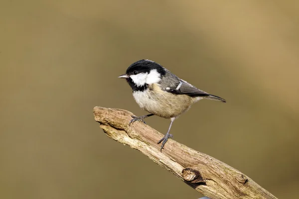 Peito de carvão, Parus comeu — Fotografia de Stock