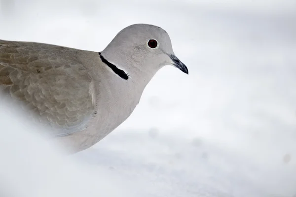 Paloma de collar, Streptopelia decaocto — Foto de Stock