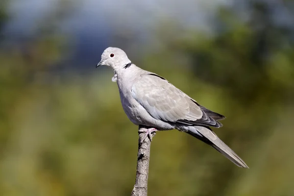 Ошейниковый голубь, Streptopelia decaocto — стоковое фото