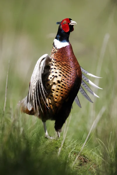 Поширений Феасан, Phasianus colchicus — стокове фото