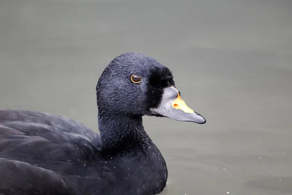Ortak kara ördek, melanitta nigra — Stok fotoğraf