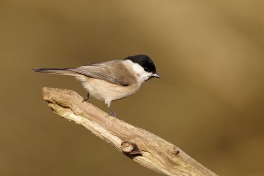Marsh baştankara, poecile palustris
