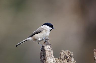 Marsh baştankara, poecile palustris
