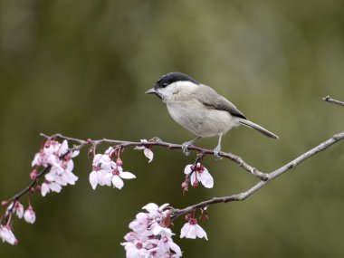 Marsh baştankara, poecile palustris