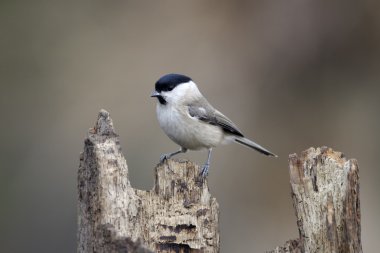 Marsh baştankara, poecile palustris