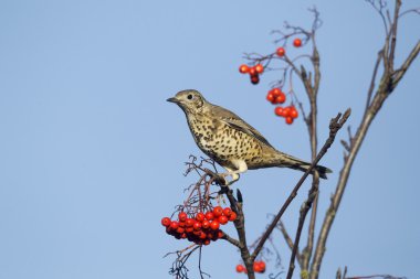 Ökse ardıç, turdus viscivorus