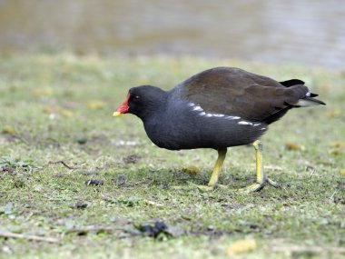 Moorhen, Gallinula chloropus